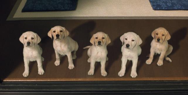 《小Q》-收藏版温情电影